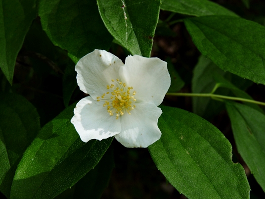 {Philadelphus inodorus}